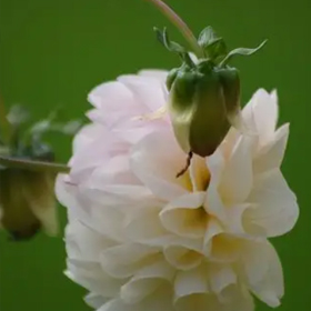 动人的也许不是春天