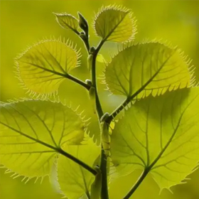 好的春日胶片影像 | iwakura shiori ​​​